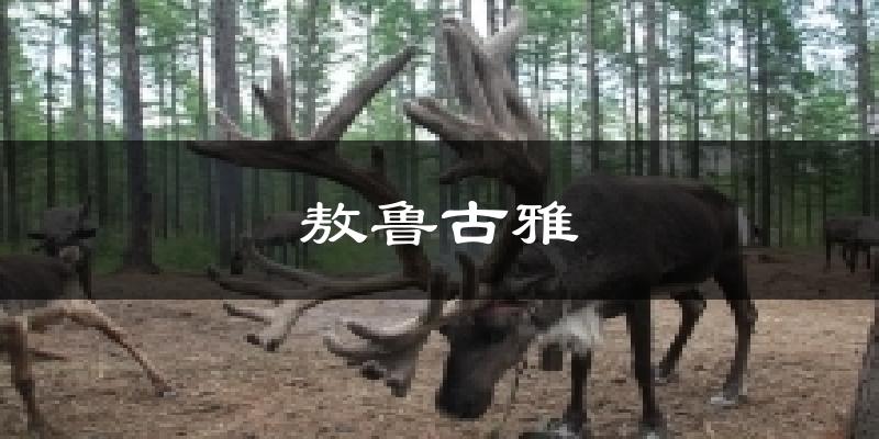 敖鲁古雅今日天气