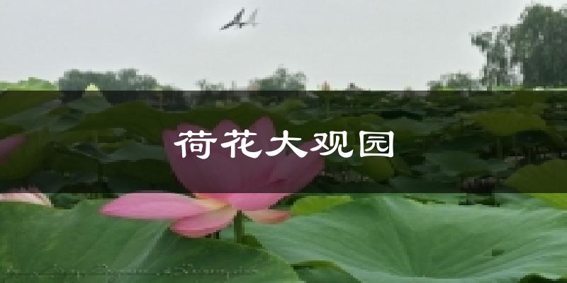 荷花大观园天气预报十五天