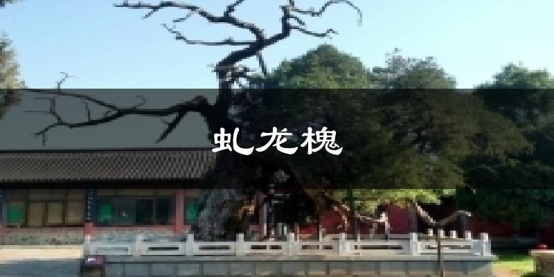 虬龙槐天气预报十五天
