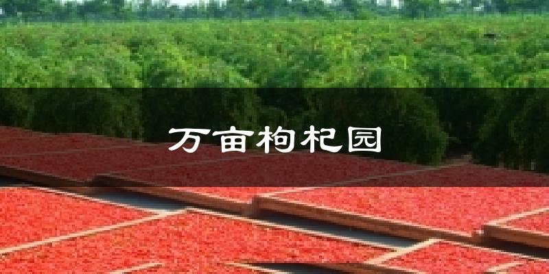 万亩枸杞园天气预报十五天