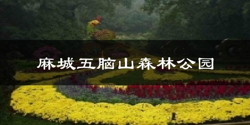 麻城五脑山森林公园天气预报十五天