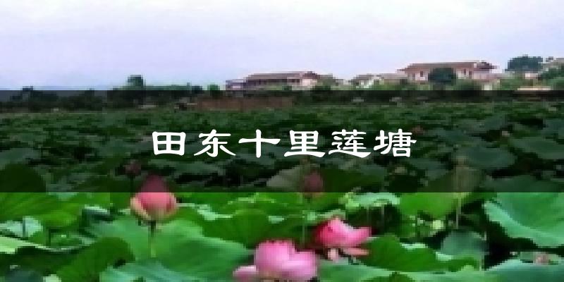 田东十里莲塘天气预报十五天