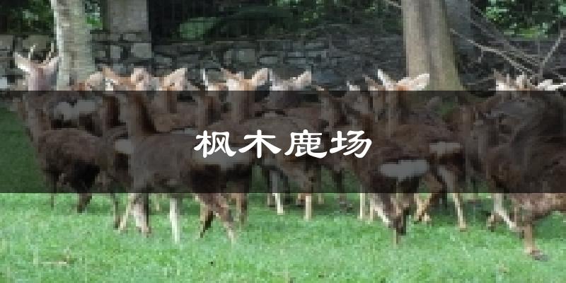 枫木鹿场天气预报十五天